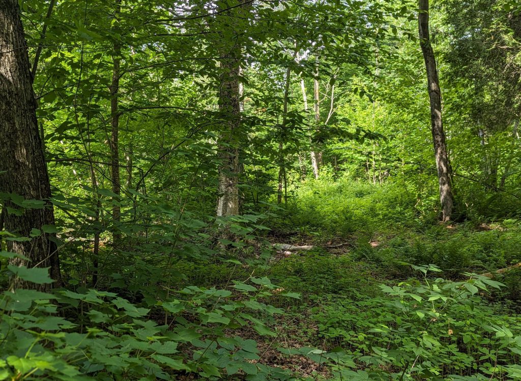 PXL_20240614_133617321.PORTRAIT